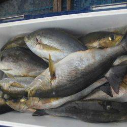 大進丸(愛知) 釣果