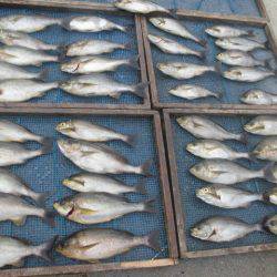 大進丸(愛知) 釣果