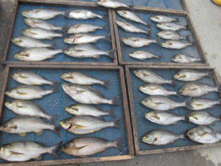 大進丸(愛知) 釣果