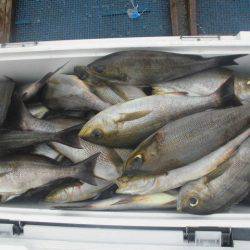 大進丸(愛知) 釣果