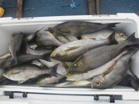 大進丸(愛知) 釣果