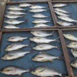 大進丸(愛知) 釣果