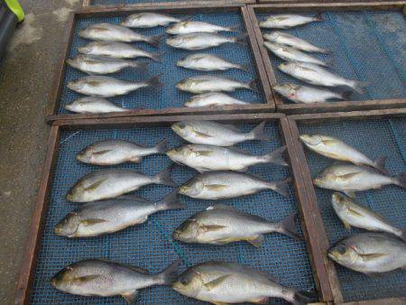 大進丸(愛知) 釣果