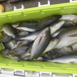 大進丸(愛知) 釣果