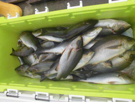 大進丸(愛知) 釣果