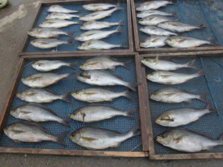 大進丸(愛知) 釣果