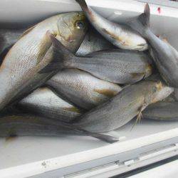 大進丸(愛知) 釣果