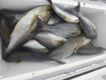 大進丸(愛知) 釣果