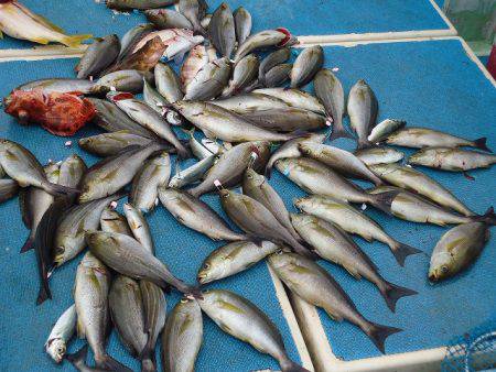 十八宝洋丸 釣果