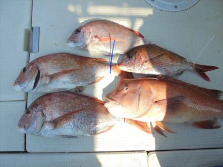 ＨＡＲＵＫＡ丸　はるかまる 釣果