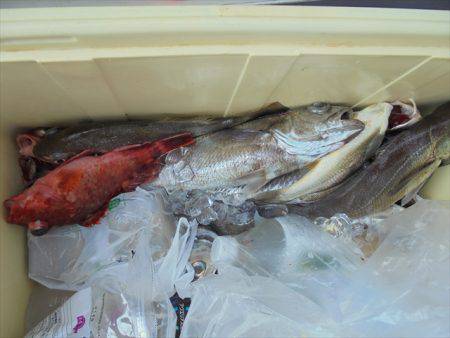 ＨＡＲＵＫＡ丸　はるかまる 釣果