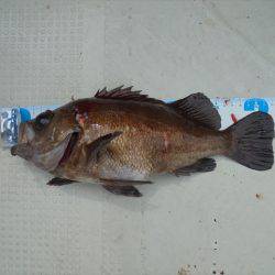 ＨＡＲＵＫＡ丸　はるかまる 釣果