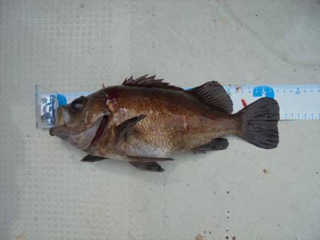 ＨＡＲＵＫＡ丸　はるかまる 釣果