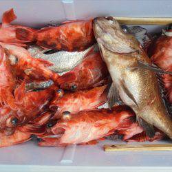 ＨＡＲＵＫＡ丸　はるかまる 釣果