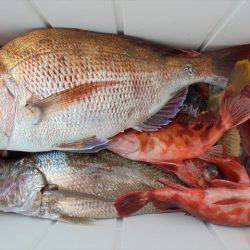 ＨＡＲＵＫＡ丸　はるかまる 釣果