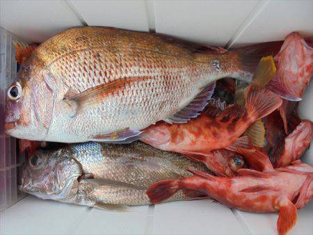 ＨＡＲＵＫＡ丸　はるかまる 釣果