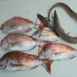 ＨＡＲＵＫＡ丸　はるかまる 釣果