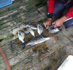 バラモン1号 釣果