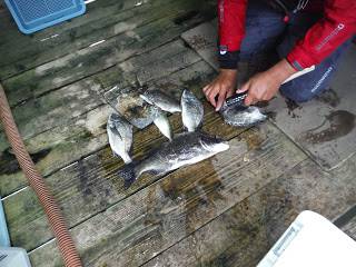 バラモン1号 釣果