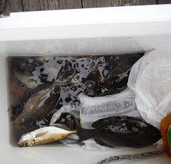 バラモン1号 釣果