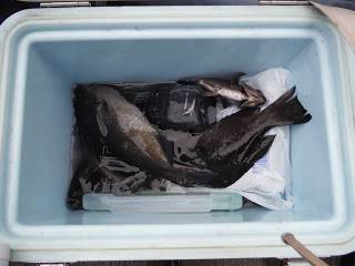 バラモン1号 釣果