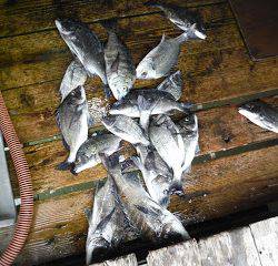 バラモン1号 釣果