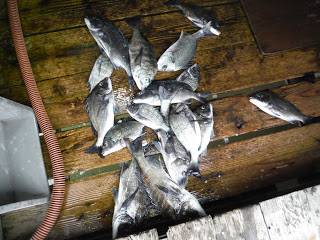 バラモン1号 釣果