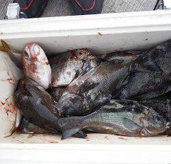 バラモン1号 釣果