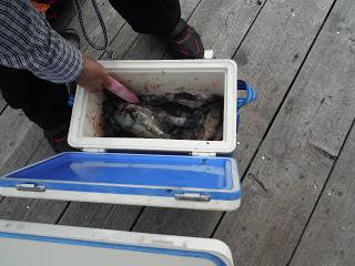 バラモン1号 釣果