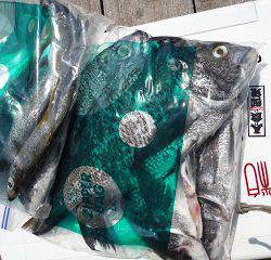 バラモン1号 釣果