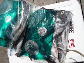 バラモン1号 釣果