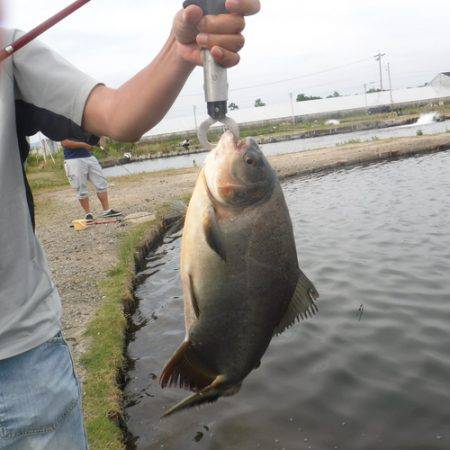 浜名湖フィッシングリゾート 釣果