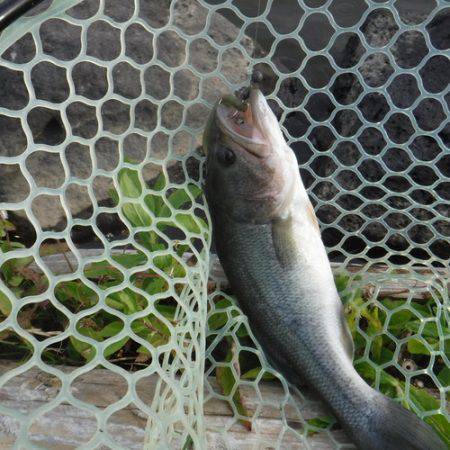 浜名湖フィッシングリゾート 釣果