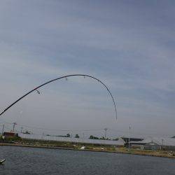 浜名湖フィッシングリゾート 釣果