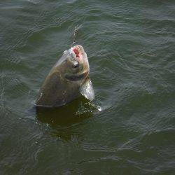 浜名湖フィッシングリゾート 釣果