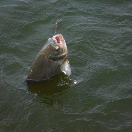 浜名湖フィッシングリゾート 釣果