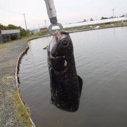 浜名湖フィッシングリゾート 釣果