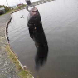 浜名湖フィッシングリゾート 釣果