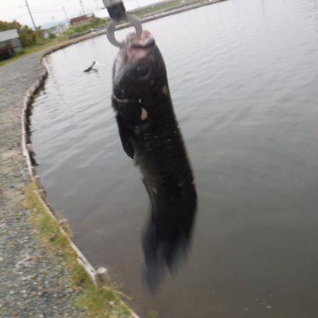 浜名湖フィッシングリゾート 釣果