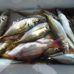 こかわ渡船　雅丸 釣果