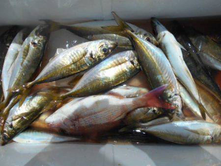 こかわ渡船　雅丸 釣果