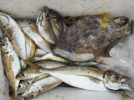 こかわ渡船　雅丸 釣果