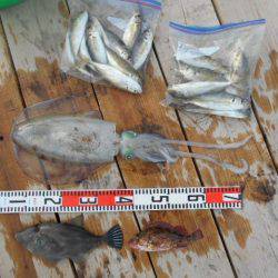 こかわ渡船　雅丸 釣果