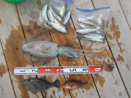 こかわ渡船　雅丸 釣果