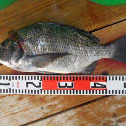 こかわ渡船　雅丸 釣果