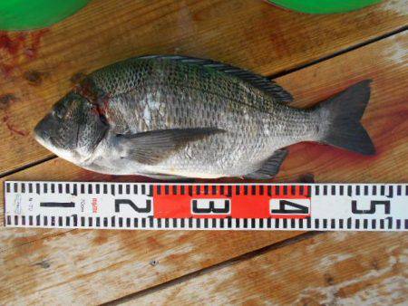 こかわ渡船　雅丸 釣果