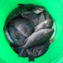 こかわ渡船　雅丸 釣果