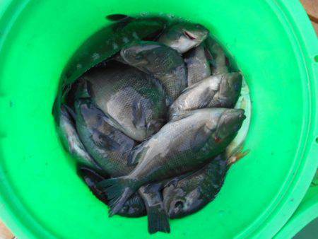 こかわ渡船　雅丸 釣果