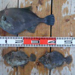 こかわ渡船　雅丸 釣果