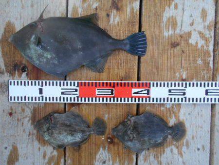 こかわ渡船　雅丸 釣果